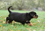 ROTTWEILER 356